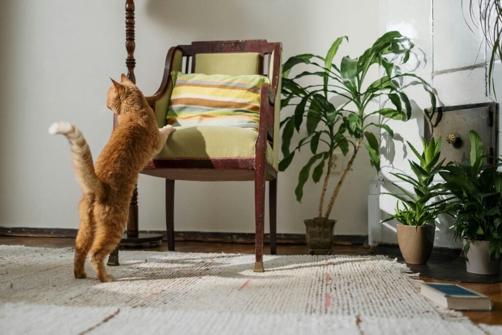 20 SAFE PLANTS for CATS 🌿 For the Home and Garden